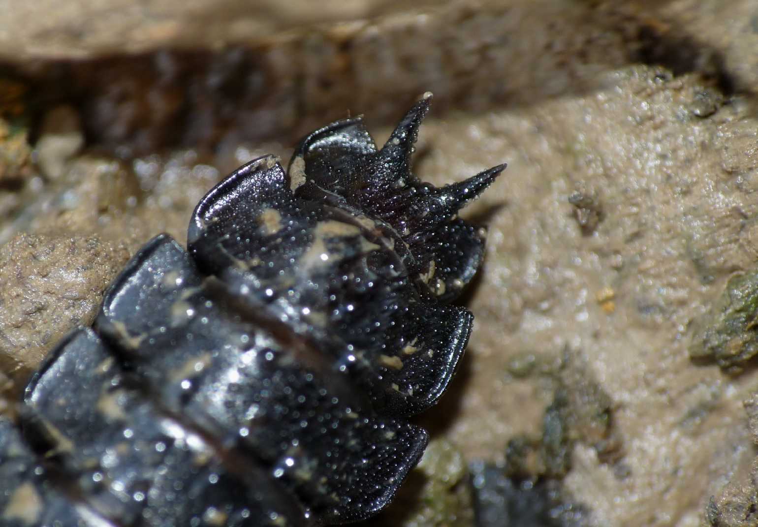 Larva di Carabus coriaceus